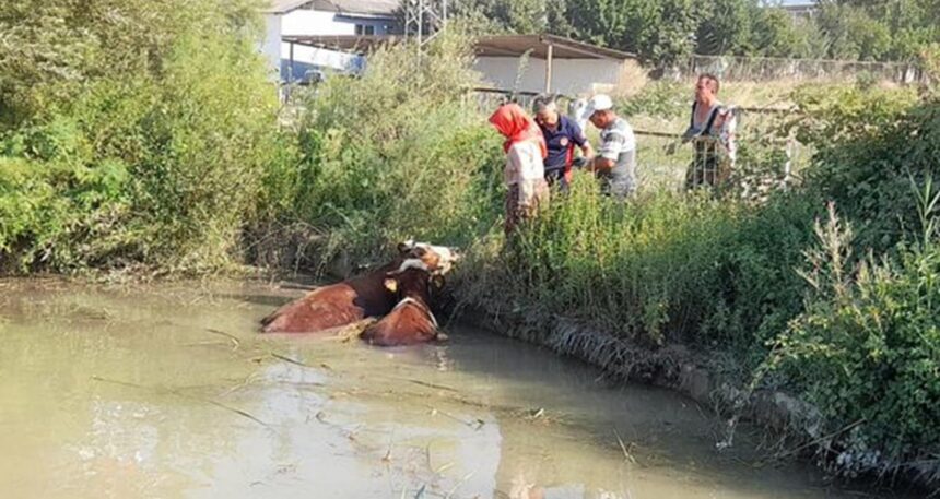 Tokat’ta gölete düşen 3 inek, itfaiye ekiplerince kurtarıldı