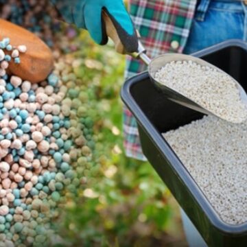 Tonlarcasını Türkiye satın aldı, daha da alacak: Ruslar bayram ediyor