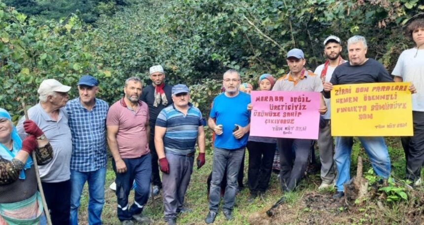 Tüm Köy Sen Ordu Şubesi: Fındık fiyatı en az 300 TL olmalı