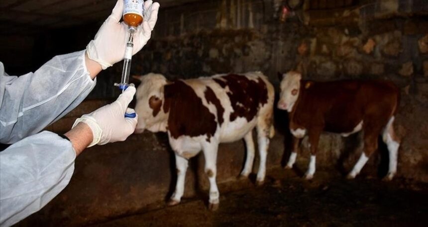 TÜSEDAD: Şap hastalığı Türkiye’de bitmeyen bir salgın haline geldi
