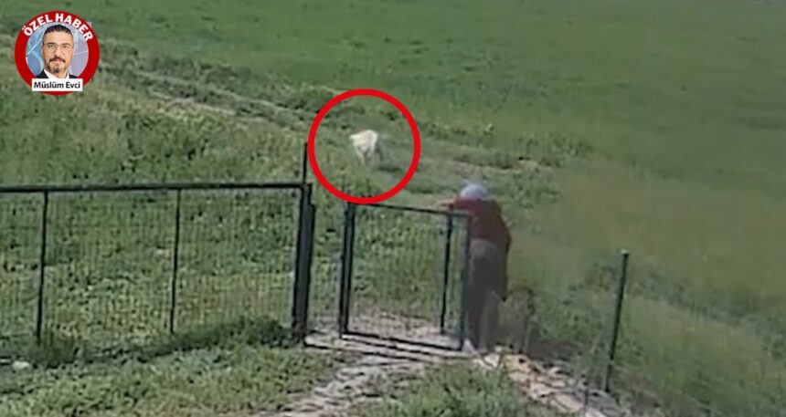 Yer: Aksaray… Köpeğe tecavüz skandalı böyle ortaya çıktı