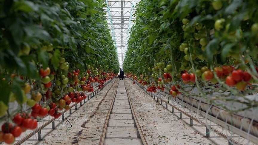 Yılın ilk hasadı başladı, kasıma kadar sürecek: 15 bin ton rekolte bekleniyor