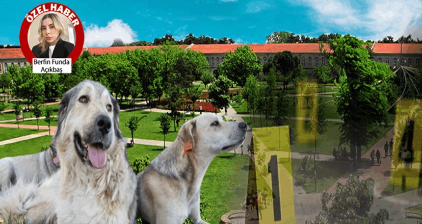 YTÜ kampüsündeki köpekler ortadan kayboldu! Önce araçla toplayıp sonra da öğrencilere saldırdılar