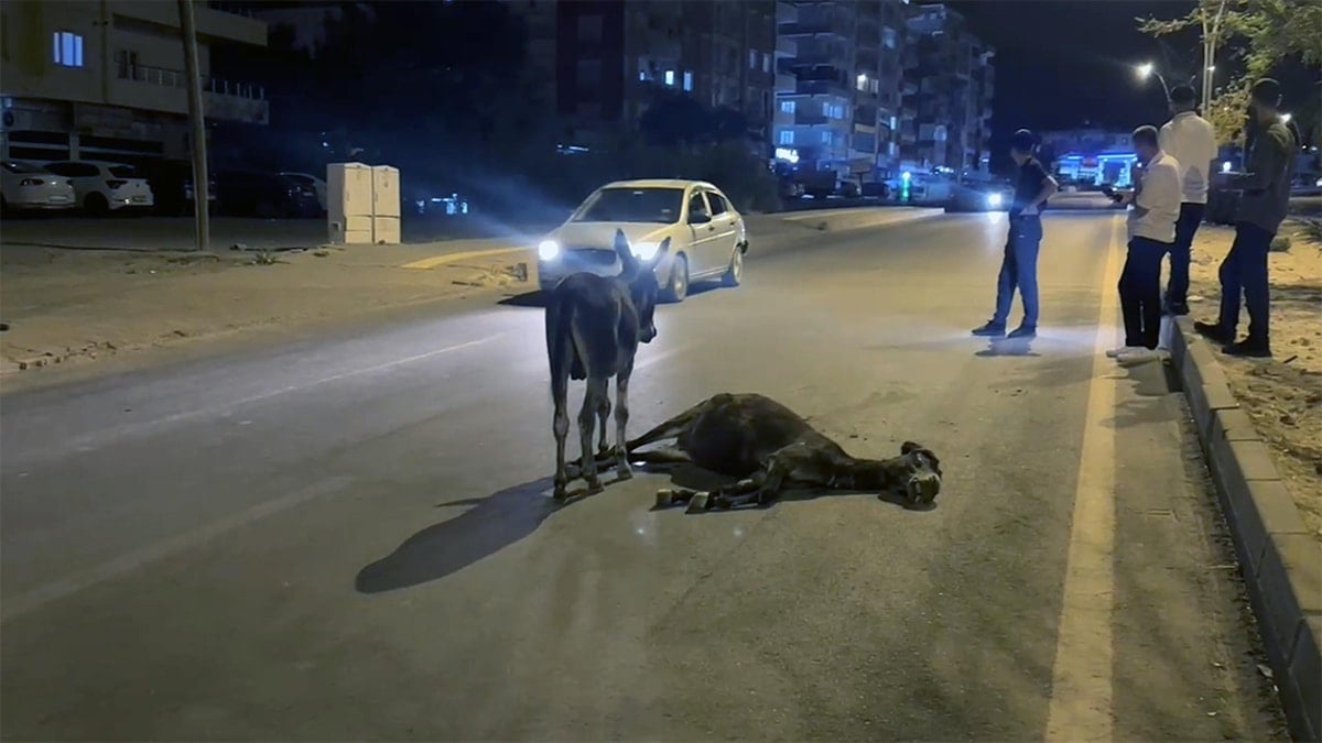 Yürek sızlatan görüntü: Ölen annesinin başından ayrılmadı