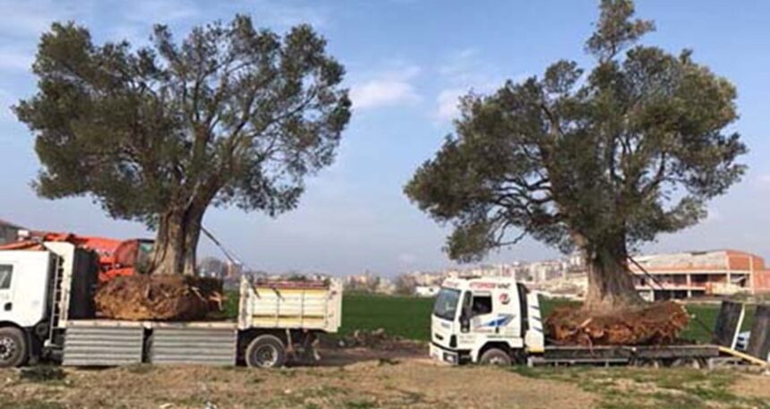 Zeytin ağaçlarımızı profesörler katledecek