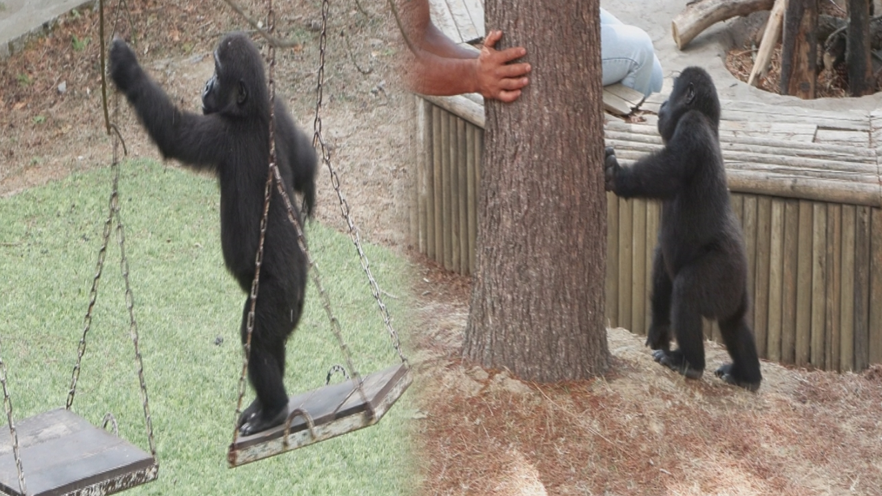 Zeytin Nijerya'ya dönüyor