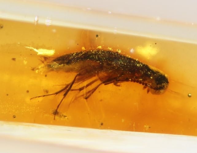 112 milyon yıllık kehribarda büyük buluş: Bir ilk oldu 2 112 milyon yıllık kehribarda büyük buluş: Bir ilk oldu