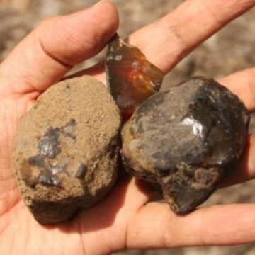 112-milyon-yillik-kehribarda-buyuk-bulus-bir-ilk-oldu-k1I4BpyT.jpg 112 milyon yıllık kehribarda büyük buluş: Bir ilk oldu