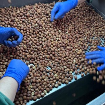 124 ülke fındık için Türkiye’ye para yağdırdı