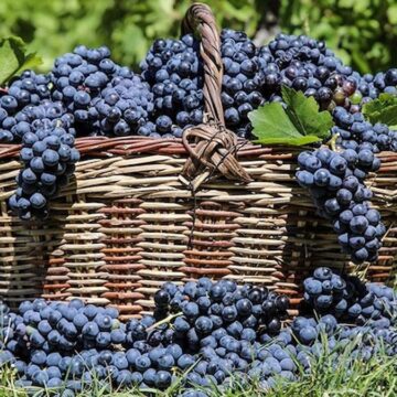 3 bin yıllık tat: Coğrafi işaretli üzümünün hasat zamanı geldi
