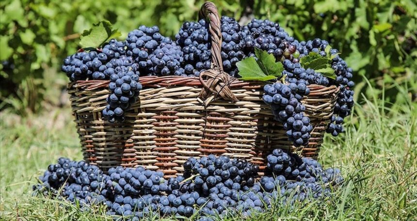 3 bin yıllık tat: Coğrafi işaretli üzümünün hasat zamanı geldi