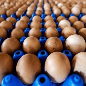 ABD’deki kuş gribi krizi Türkiye’nin yumurta ihracatını yüzde 406 arttırdı