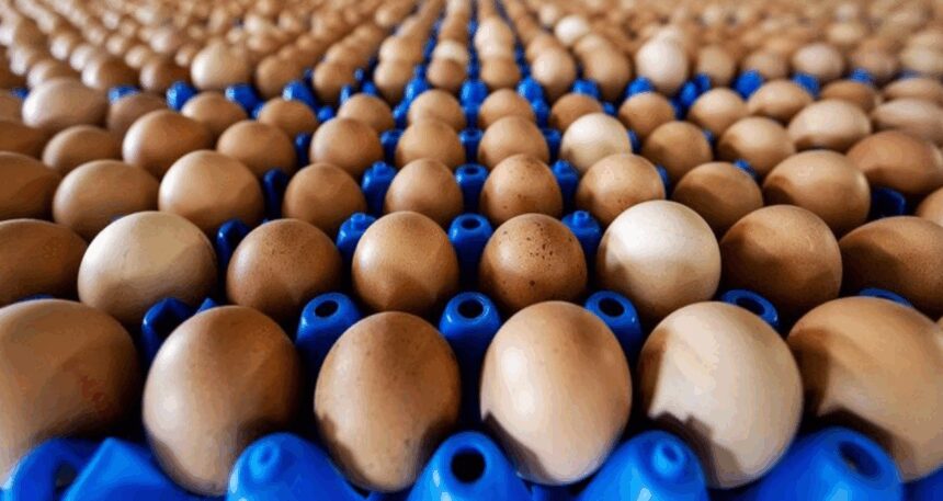 abddeki-kus-gribi-krizi-turkiyenin-yumurta-ihracatini-yuzde-406-arttirdi-yWeZ9q1e.jpg ABD’deki kuş gribi krizi Türkiye’nin yumurta ihracatını yüzde 406 arttırdı