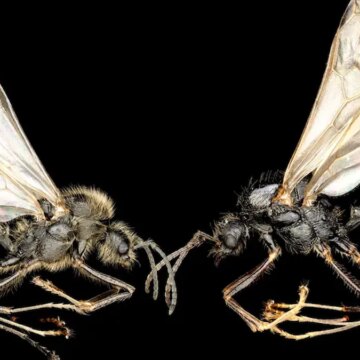 Bilim dünyasında ezber bozan keşif! Başka türleri klonluyorlar: ‘Bilim kurgu gibi’