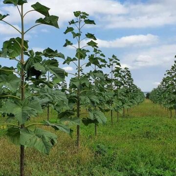 ciftcilere-servet-vaat-ediyor-paulownia-sihirli-agac-mi-yoksa-yeni-bitcoin-tuzagi-mi-kFOUmCZN.jpg Çiftçilere servet vaat ediyor: Paulownia ‘Sihirli Ağaç’ mı, yoksa yeni ‘Bitcoin’ tuzağı mı?