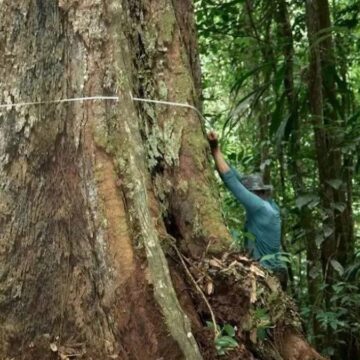 degisen-havalar-dengeyi-bozdu-dev-gibi-oldular-buyumesi-durmuyor-QSUd2IZ1.jpg Değişen havalar dengeyi bozdu: Dev gibi oldular, büyümesi durmuyor