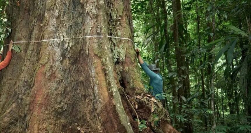 degisen-havalar-dengeyi-bozdu-dev-gibi-oldular-buyumesi-durmuyor-QSUd2IZ1.jpg Değişen havalar dengeyi bozdu: Dev gibi oldular, büyümesi durmuyor