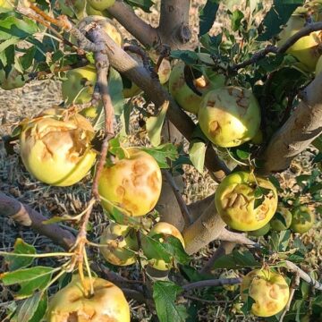 Dolu vurdu, 100 milyon zarar oluştu