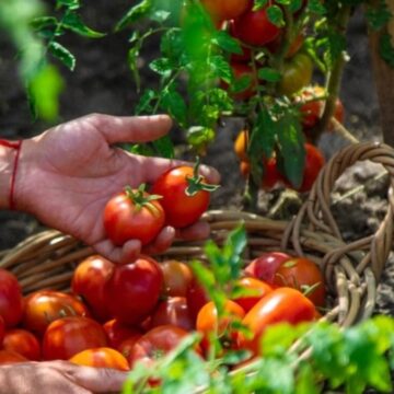 her-gun-corba-yapilacak-genetigi-degistirilmis-domatesler-test-edilecek-ib3qDcTc.jpg Her gün çorba yapılacak! Genetiği değiştirilmiş domatesler test edilecek