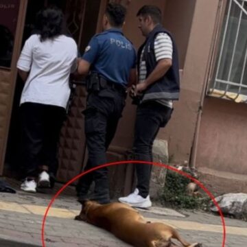 İhbara giden polislerden birini köpek, diğerini de sahibi ısırdı!