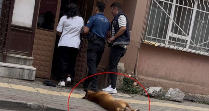 İhbara giden polislerden birini köpek, diğerini de sahibi ısırdı!