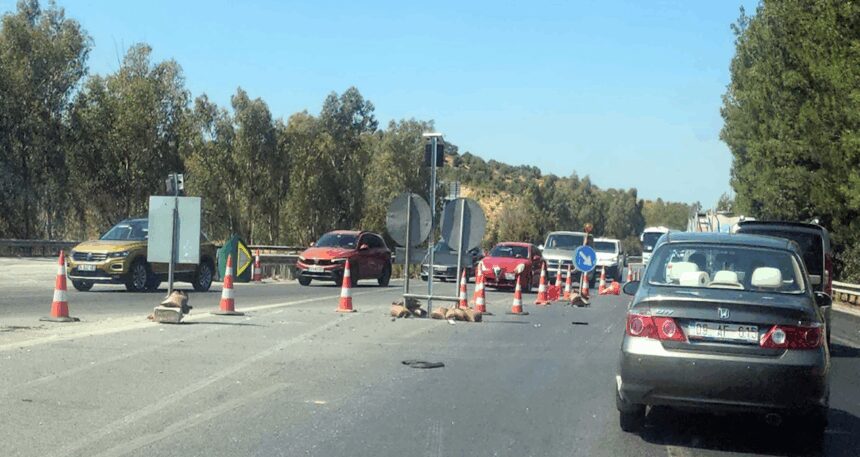 İzmir-Aydın otoyolu kabus oldu
