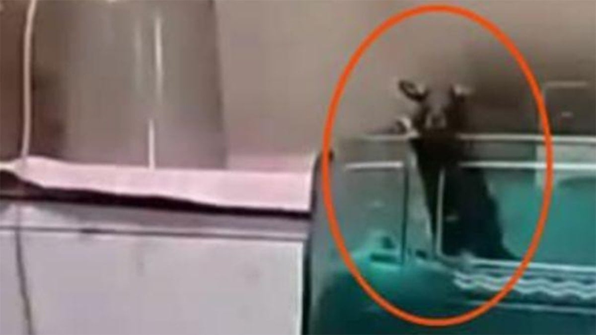 Kamu hastanesinde dehşet! Fare ısırıklarıyla iki bebek hayatını kaybetti