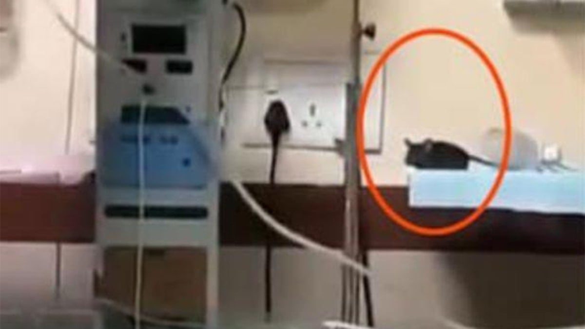 Kamu hastanesinde dehşet! Fare ısırıklarıyla iki bebek hayatını kaybetti