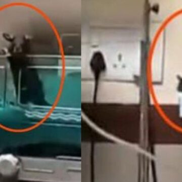 Kamu hastanesinde dehşet! Fare ısırıklarıyla iki bebek hayatını kaybetti