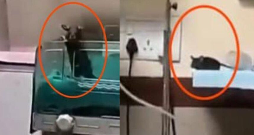 Kamu hastanesinde dehşet! Fare ısırıklarıyla iki bebek hayatını kaybetti