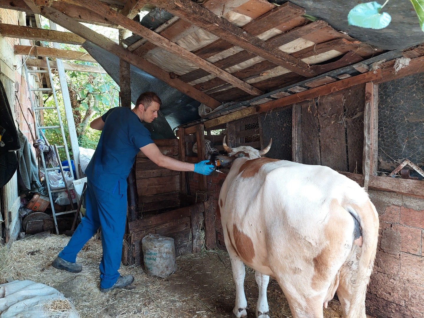 Kastamonu’da şap alarmı 69 köy karantinaya alındı
