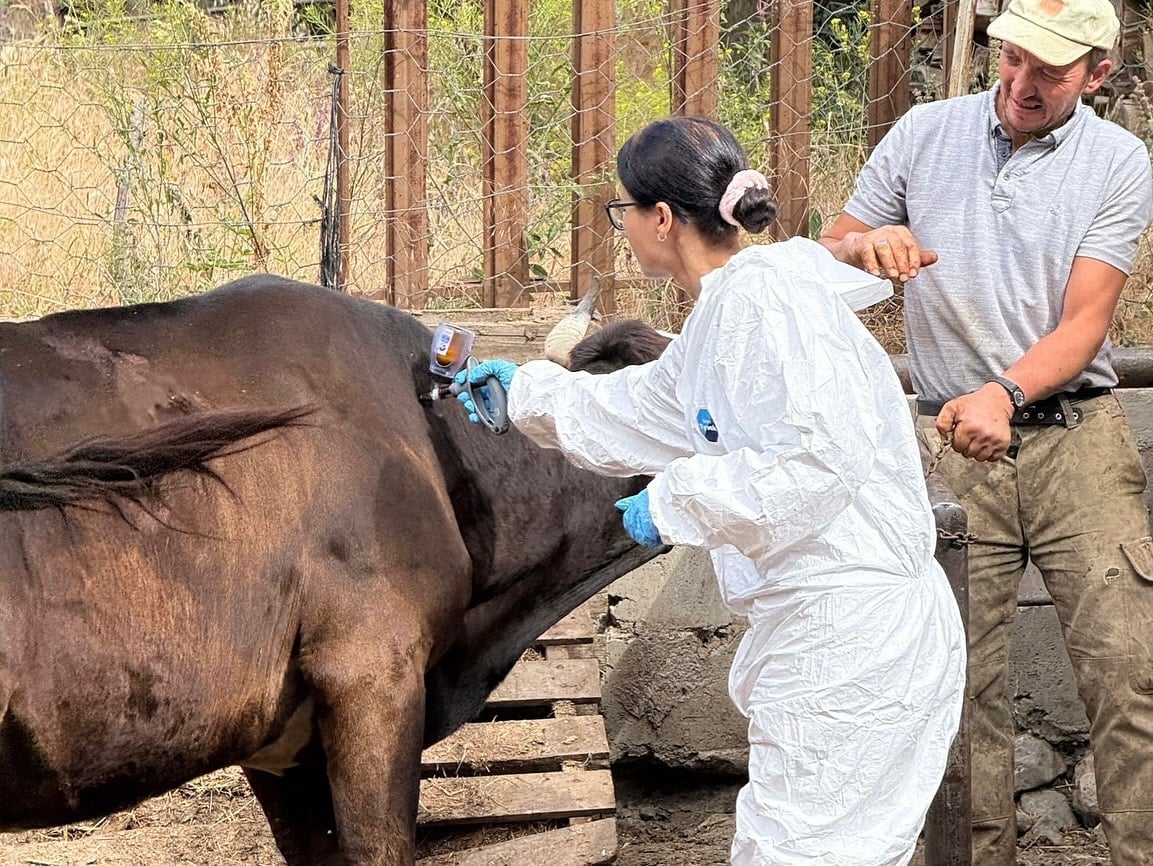 Kastamonu’da şap alarmı 69 köy karantinaya alındı