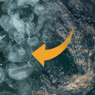 Marmara’yı deniz anaları sardı, felaketin çanları çaldı