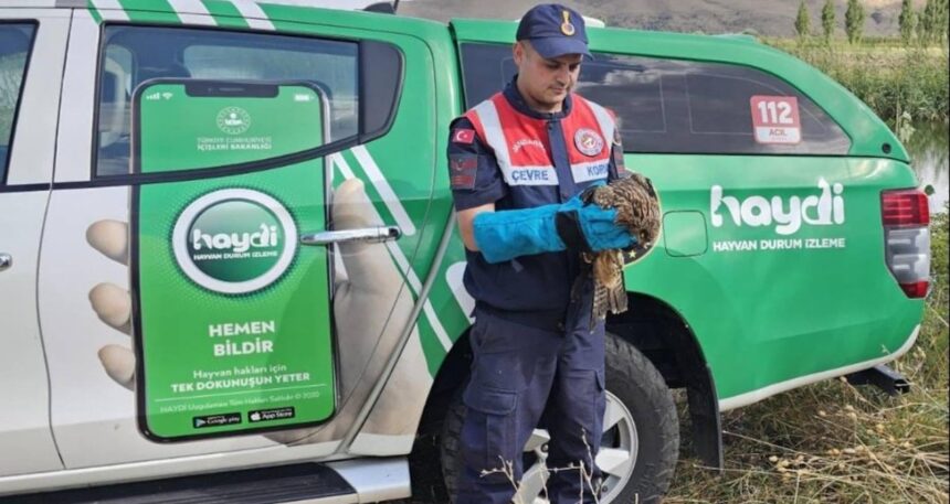 Muş’ta yaralı kartal tedavi altına alındı