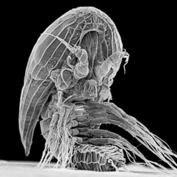 okyanusta-suruklenirken-bulundu-gizemli-uzayli-gorunumlu-canli-bilim-insanlari-soka-soktu-CduR7wt3.jpg Okyanusta sürüklenirken bulundu: Gizemli uzaylı görünümlü canlı bilim insanları şoka soktu