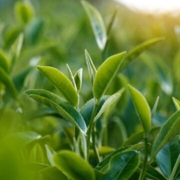 polenden-gunes-kremi-uretildi-l3IyaqNw.jpg Polenden güneş kremi üretildi