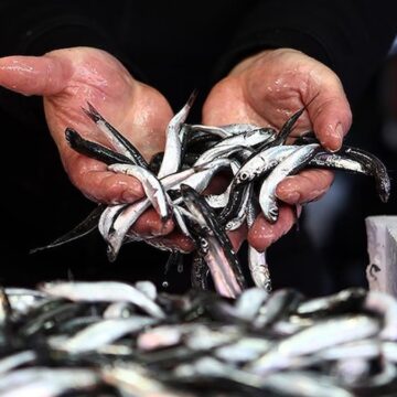 sofralara-bir-daha-hamsi-gelmeyebilir-5tL1xsMF.jpg Sofralara bir daha hamsi gelmeyebilir!