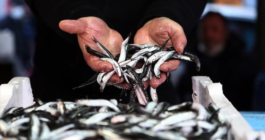 sofralara-bir-daha-hamsi-gelmeyebilir-5tL1xsMF.jpg Sofralara bir daha hamsi gelmeyebilir!