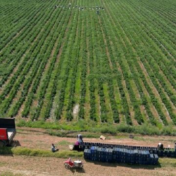 Tarlasına bahçesine eken yaşadı: Hasat sonrası kilosu 700 liraya fırladı, yüzde 500 zam geldi