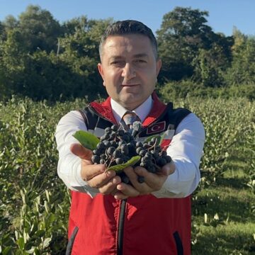Türkiye’de ilk kez Yalova’da üretildi, ‘süper meyve: 3-5 yılda en yüksek verime ulaşıyor! 250 ton hasada hazırlanılıyor