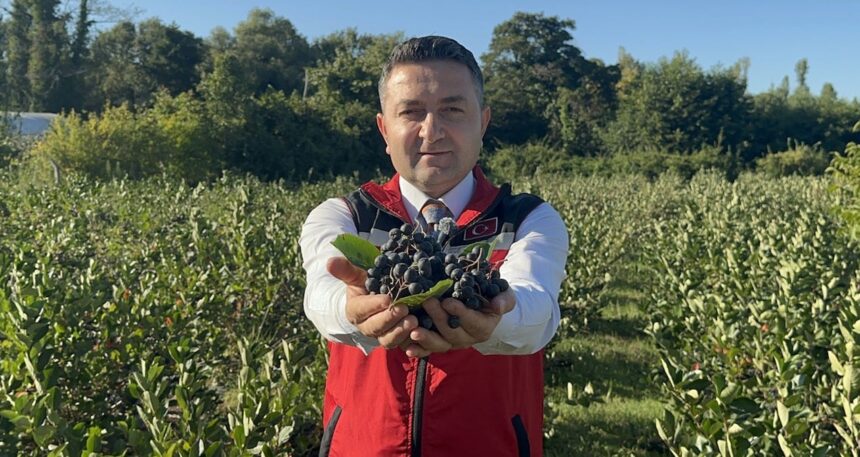 Türkiye’de ilk kez Yalova’da üretildi, ‘süper meyve: 3-5 yılda en yüksek verime ulaşıyor! 250 ton hasada hazırlanılıyor