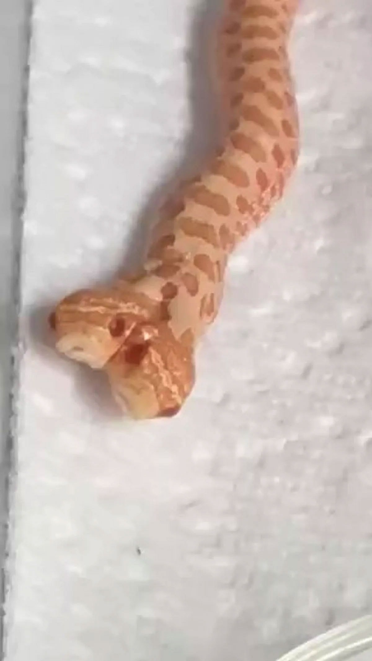 Yumurtadan çıkanı görünce gözlerine inanamadı: 100 binde bir ihtimal