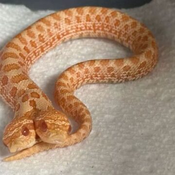 Yumurtadan çıkanı görünce gözlerine inanamadı: 100 binde bir ihtimal