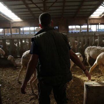 yunanistanda-yeni-salgin-ciftciler-perisan-suruler-itlaf-ediliyor-PsYuOCzT.jpg Yunanistan’da yeni salgın! Çiftçiler perişan, sürüler itlaf ediliyor