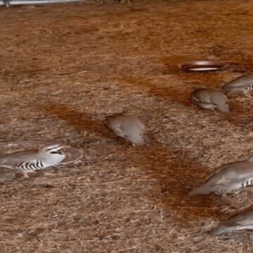 bitliste-yakalanan-90-kinali-keklik-dogaya-salindi-WiXGiAkq.jpg Bitlis’te yakalanan 90 kınalı keklik doğaya salındı