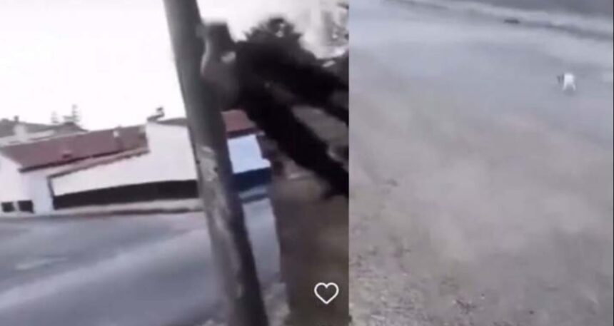 Bunun adı vahşet! Görüntüleri sosyal medyada paylaştı