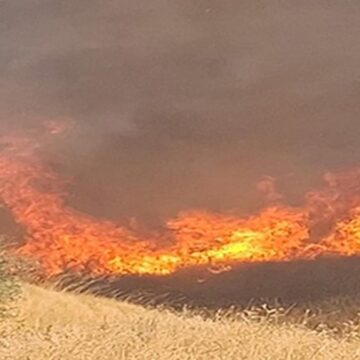 izmirde-anizda-cikip-agaclik-alana-sicrayan-yangin-sonduruldu-I2jMjNDu.jpg İzmir’de anızda çıkıp ağaçlık alana sıçrayan yangın söndürüldü