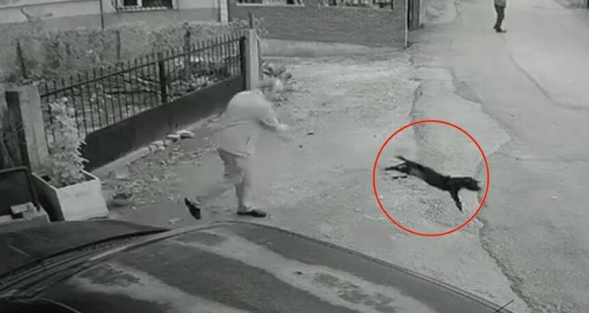 Kocaeli’de vahşet anı kamerada: Yavru köpeği kuyruğundan tutup yere fırlattı