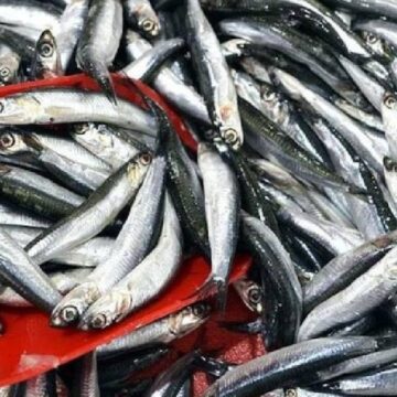 sinopta-balikci-tezgahlari-doldu-150-liradan-satiliyor-drBbiLKy.jpg Sinop’ta balıkçı tezgahları doldu: 150 liradan satılıyor