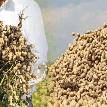 yer-fistiginin-kilo-fiyati-50-tlye-dustu-H2Ps83du.jpg Yer fıstığının kilo fiyatı 50 TL’ye düştü